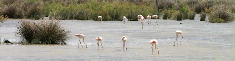 Flamingos in der Camargue